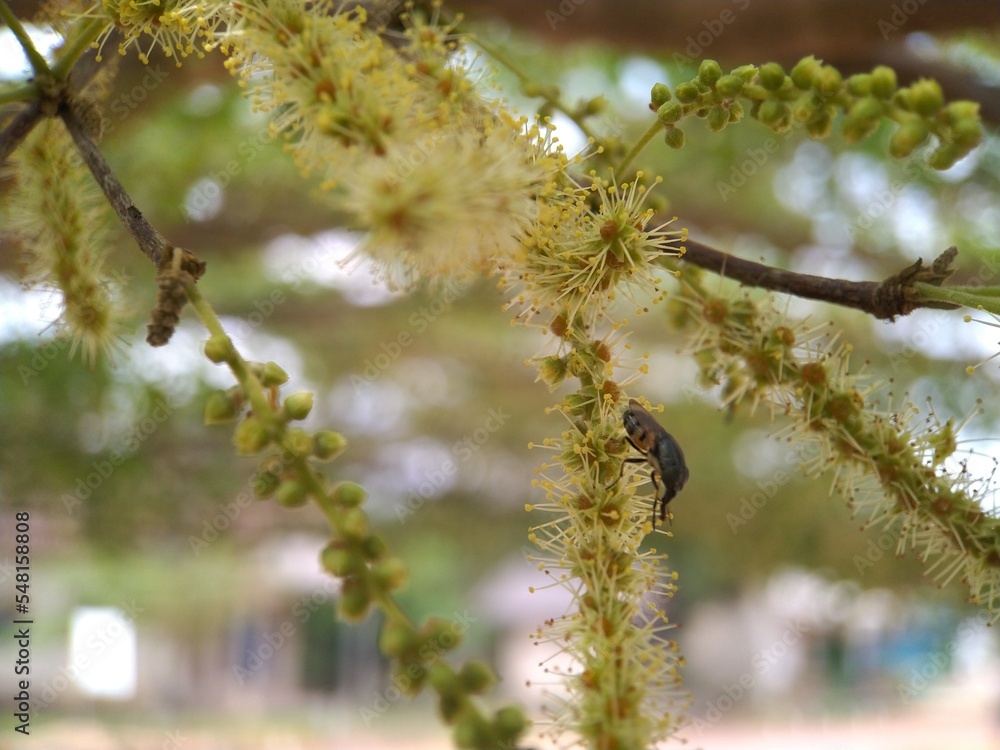 The branches and flowers of Madagascar almond (Terminalia mantaly) The branches and flowers of Madagascar almond (Terminalia mantaly)