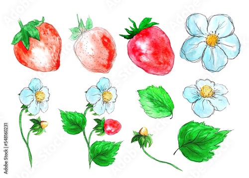 Watercolor illustrations of strawberries isolated on white background. Decorative design element for postcards, invitations, logo, label.
