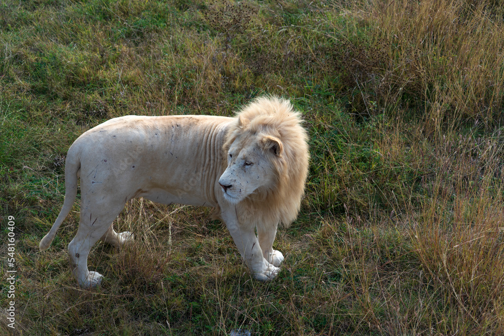Obraz premium Лев альбинос парк Тайган.