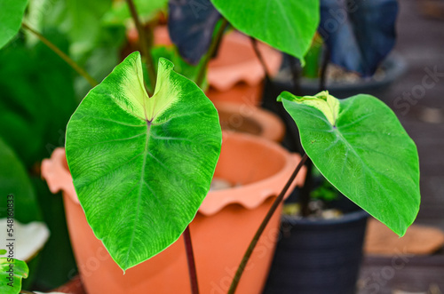 Colocasia Esculenta Pigtailed Princess photo