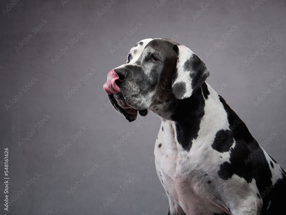 dog licks his lips on a gray background. Great Dane in a photo studio