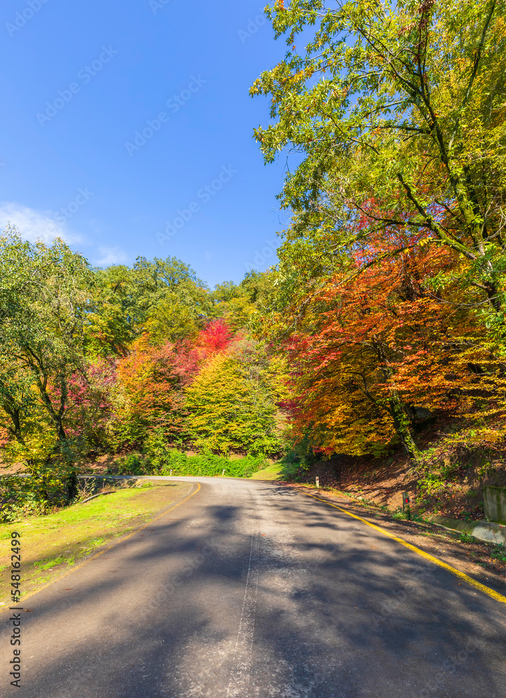 Fototapeta premium Autumn forest colors in Azerbaijan