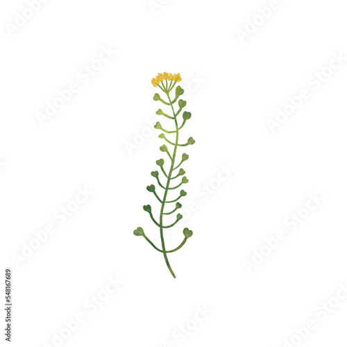 Wild forest herbs and flowers isolated on white background. For invitation, greeting card, background