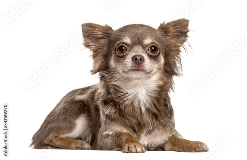 Leinwand Poster Transparent Chihuahua Dog Breed Pictures of Dogs