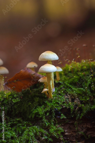 Schwefel Büschel Pilze - Hypholoma Faszikuläre photo