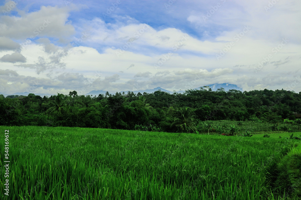 A beautiful landscape consisting of rice fields, mountain trees and others A beautiful landscape consisting of rice fields, mountain trees and others