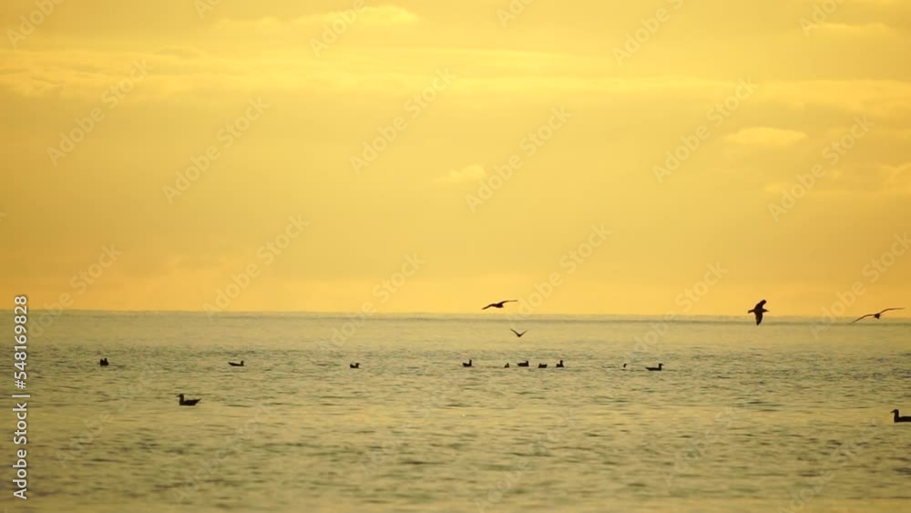 A flock of seagulls fly fishing and dolphins swim in the sea. Warm sunset sky over the ocean. Silhouettes of seagulls flying in slow motion with the sea in the background at sunset. Evening. Nobody. A flock of seagulls fly fishing and dolphins swim in the sea. Warm sunset sky over the ocean. Silhouettes of seagulls flying in slow motion with the sea in the background at sunset. Evening. Nobody.