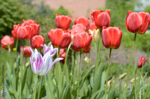 bright tulips and fresh green leaves. Dutch tulips bloom in the greenhouse in spring. Floral background.