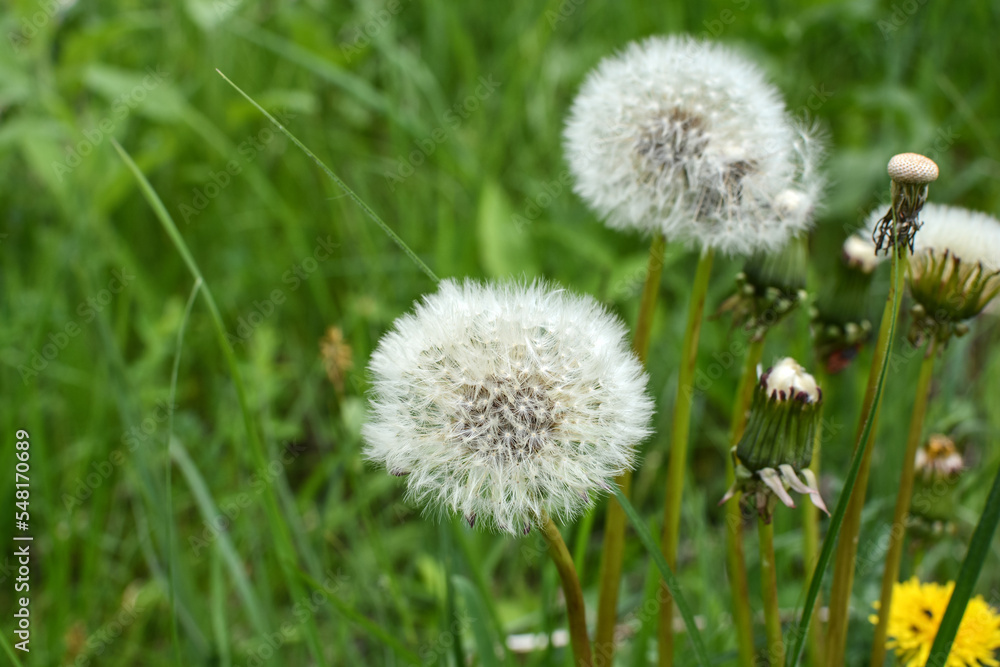 White dandelions on a background of green grass close-up. Natural spring background. Beautiful dandelion flowers with seeds in the field. Fluffy dandelions in the garden in summer. White dandelions on a background of green grass close-up. Natural spring background. Beautiful dandelion flowers with seeds in the field. Fluffy dandelions in the garden in summer.