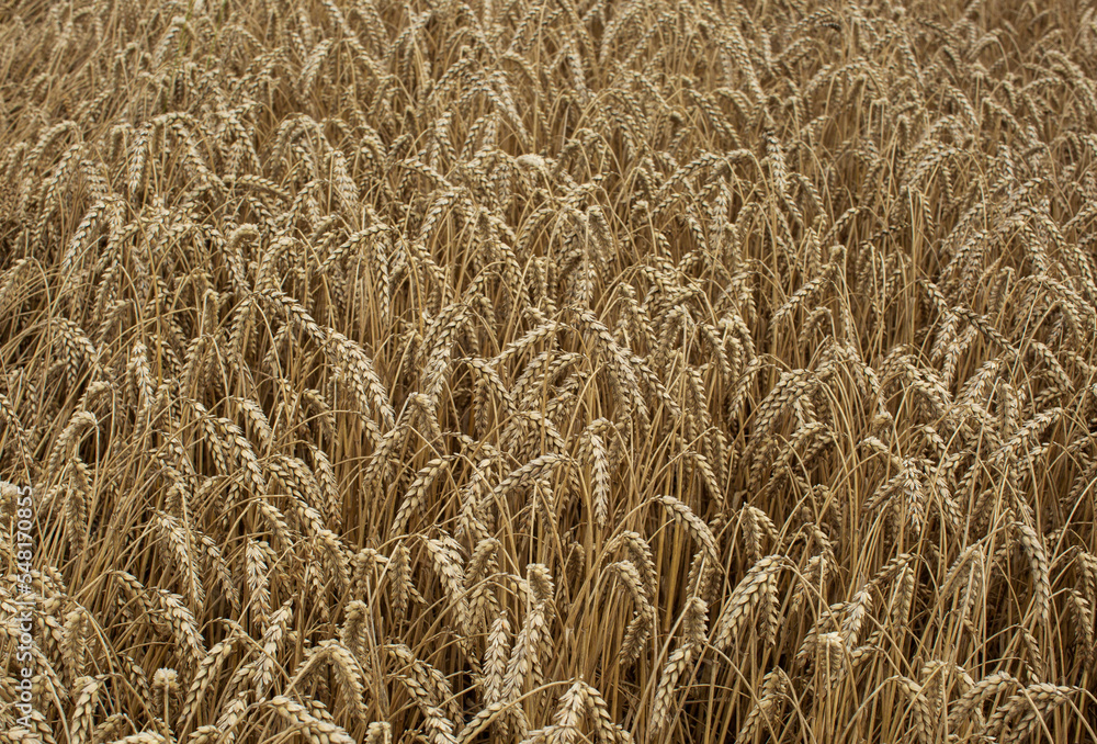 Rural scenery. Background of ripening ears of wheat field and sunlight. Crops field. Selective focus. Field landscape. Rural scenery. Background of ripening ears of wheat field and sunlight. Crops field. Selective focus. Field landscape.