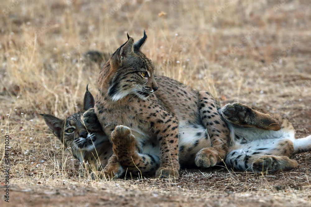 Obraz premium The Iberian lynx (Lynx pardinus), two young lynxes playing in yellow grass. Young Iberian lynx in the autumn landscape.