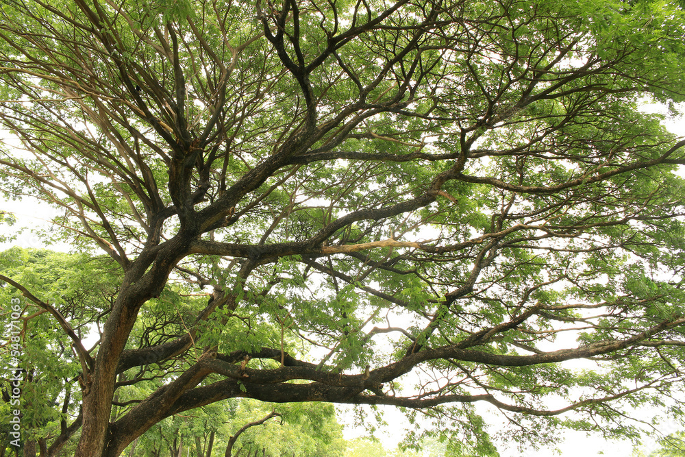 big tree and branches of tree on transparent background png file big tree and branches of tree on transparent background png file