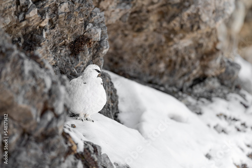 Hidden among the rocks, the camouflage of rock ptarmigan  in winter season (Lagopus muta) photo
