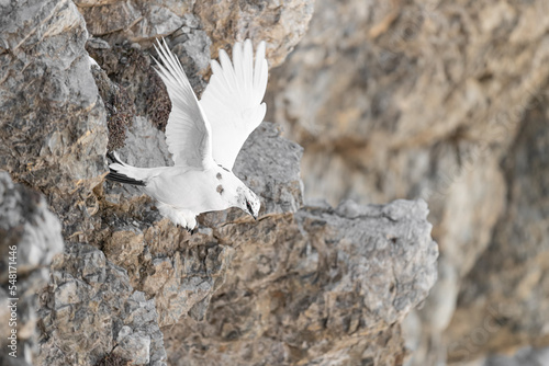 Starting from the rocks, the rock ptarmigan male in flight (Lagopus muta)