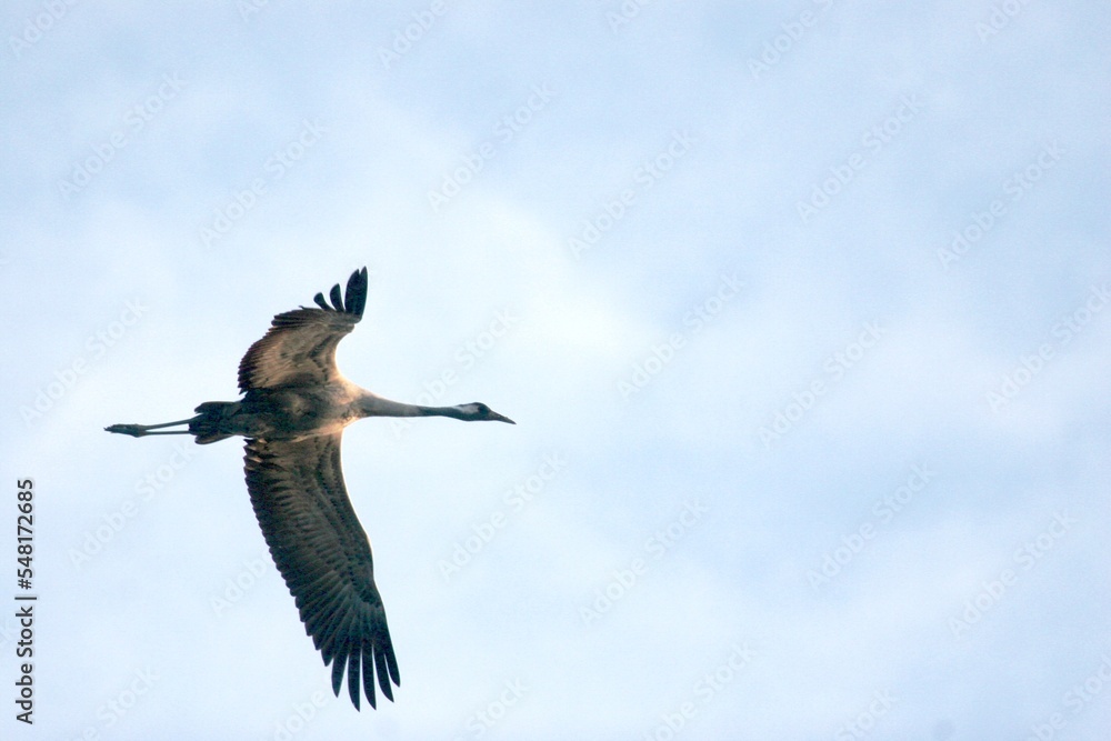 Obraz premium Kraniche im Formationsflug