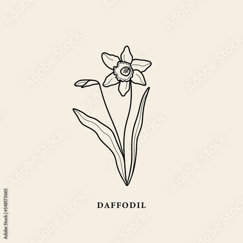 Line art daffodil flower illustration