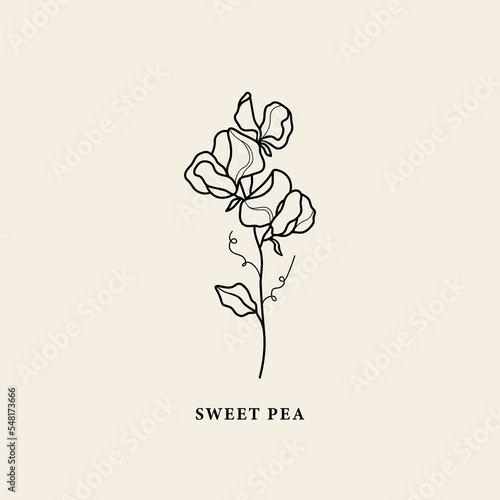 Line art sweet pea flower illustration
