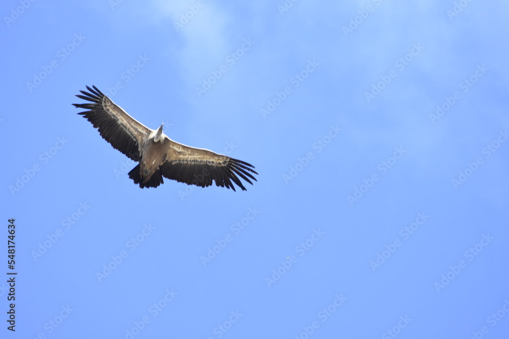 Vulture flying over the blue sky Vulture flying over the blue sky