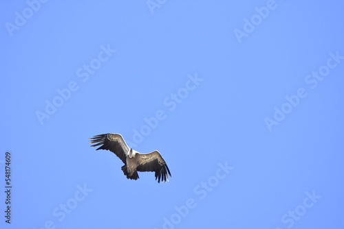 Vulture flying over the blue sky