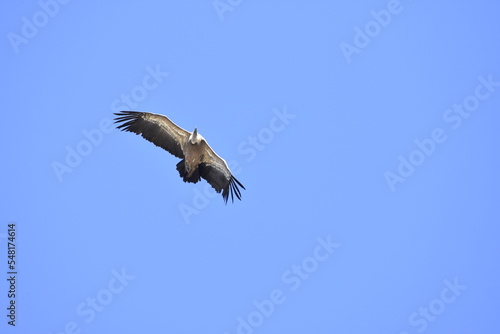 Vulture flying over the blue sky