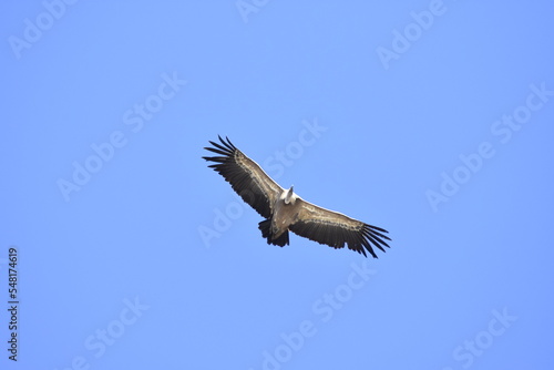 Vulture flying over the blue sky © pedro