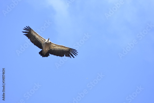 Vulture flying over the blue sky © pedro