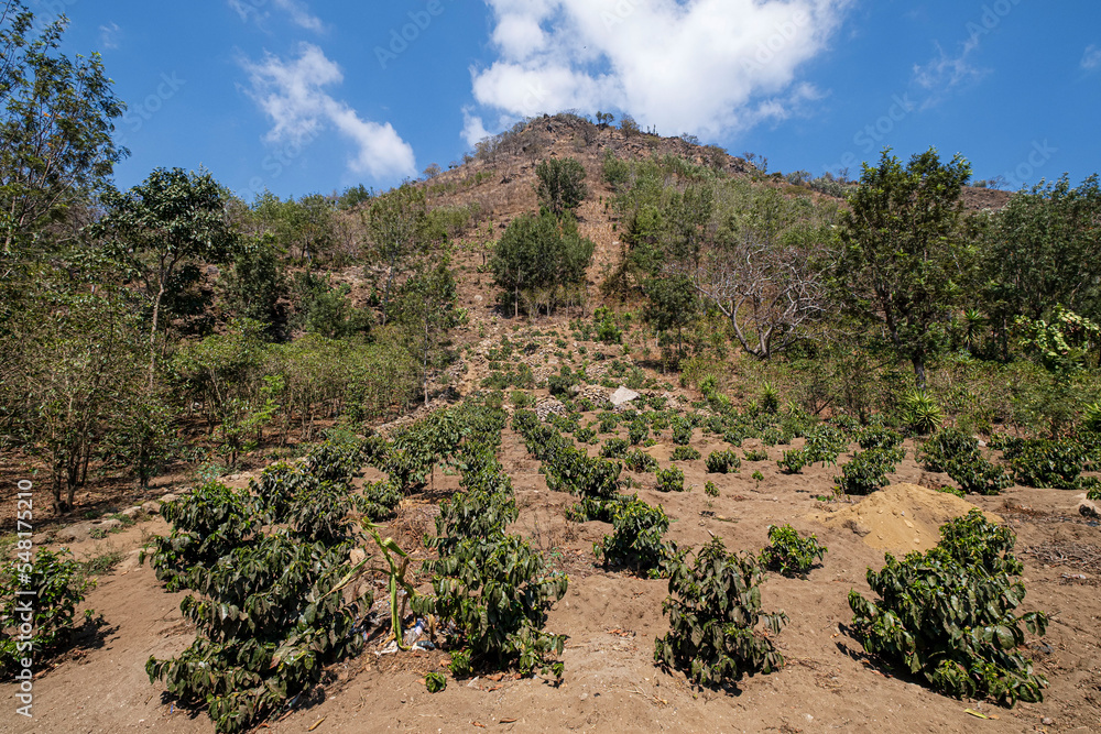 plantacion de cafe, Cerro de Oro, San Lucas Tolimán, lago de Atitlán, Sololá Guatemala, America Central