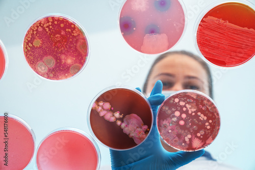 woman laboratory assistant analyze contents of petri dishes bottom view