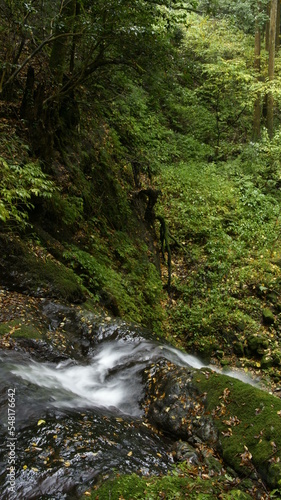 waterfall in the forest