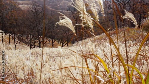 Wallpaper Mural 風にゆれる阿蘇のススキ　森林浴　紅葉　南小国町 Torontodigital.ca