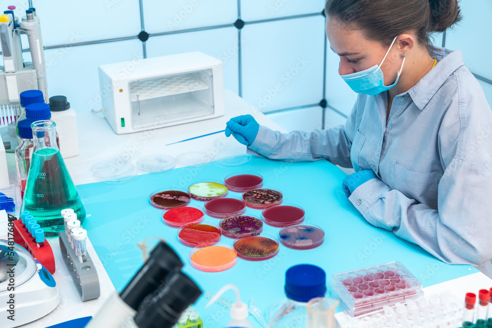 female laboratory assistant analyzes the result of a study of natural water sources for microflora in Petri dishes female laboratory assistant analyzes the result of a study of natural water sources for microflora in Petri dishes