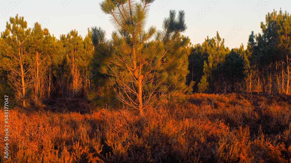Fototapeta premium Forêt des Landes de Gascogne, et ses innombrables rangées de jeunes pins