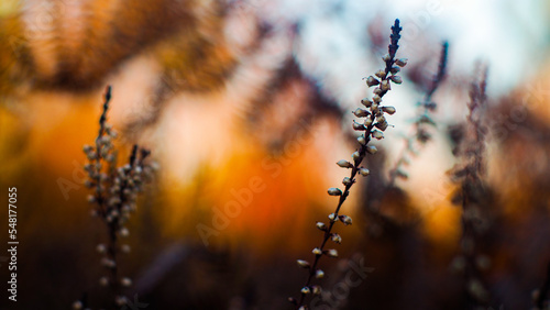 Macro de bruy  res sauvages aux fleurs fan  es  dans un environnement aux teintes orang  es