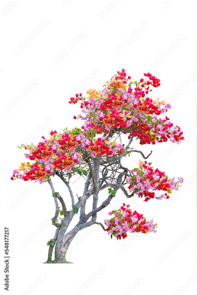 Beautiful bougainvillea tree with yellow, red, orange flowers isolated on white background with clipping path. Beautiful bougainvillea tree with yellow, red, orange flowers isolated on white background with clipping path.
