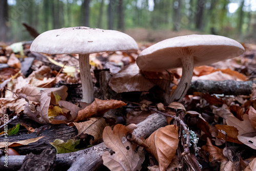 Gros plan de deux champignons blancs, dans un parterre de branches et feuilles mortes dans un sous-bois photo