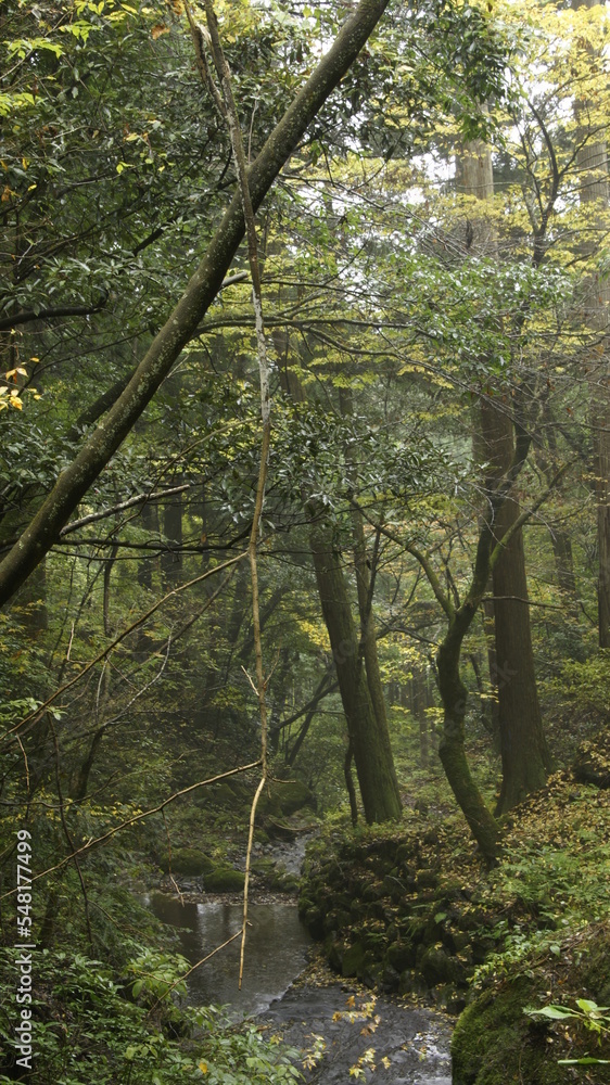 Obraz premium in the forest after the rain