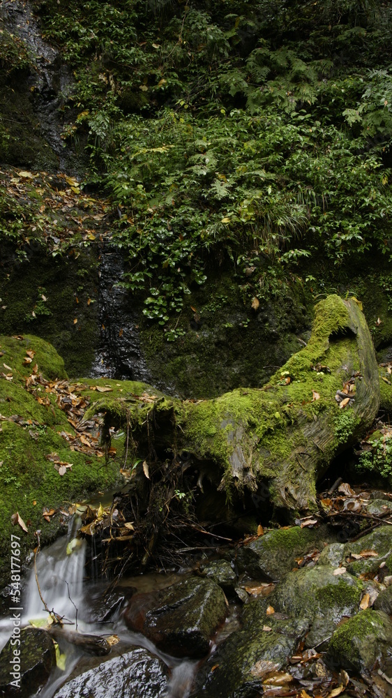 Fototapeta premium mossy fallen tree