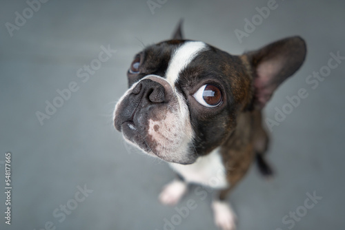 Portrait boston terrier pure breed soft grey background fisheye closeup