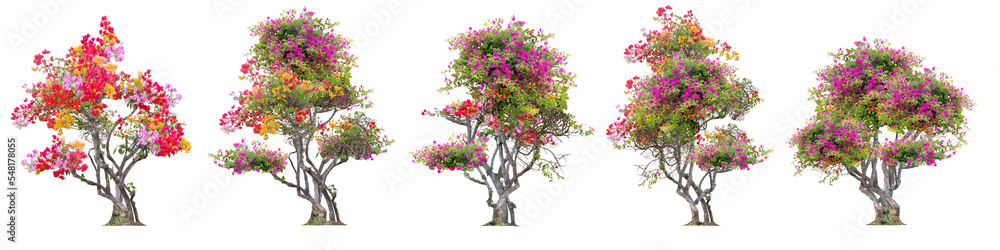 Big set of Beautiful bougainvillea tree with yellow, red, orange flowers isolated on white background with clipping path.