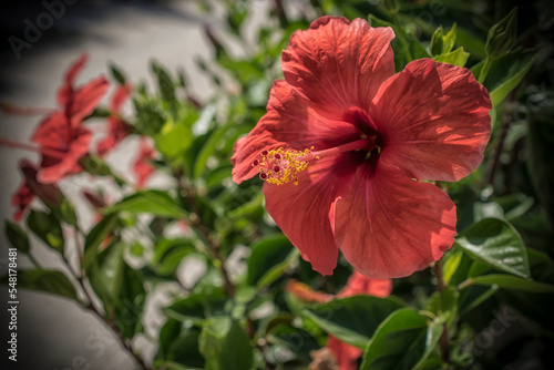 A close up photo of a red hibiscus flower in Greece © Jovana