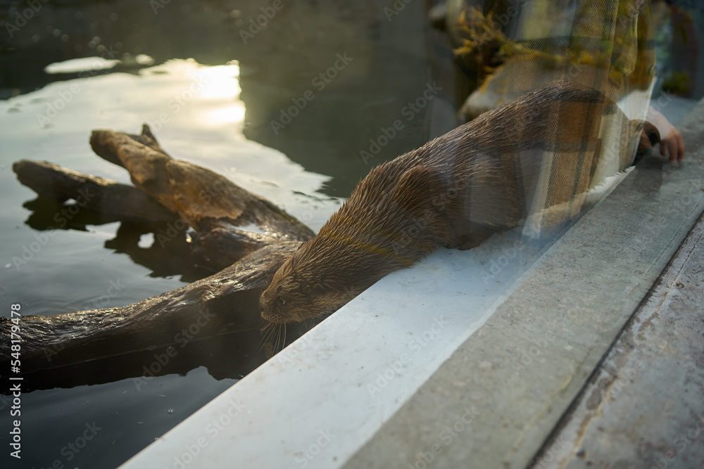Obraz premium An otter with wet fur diving into the water in the zoo behind the glass