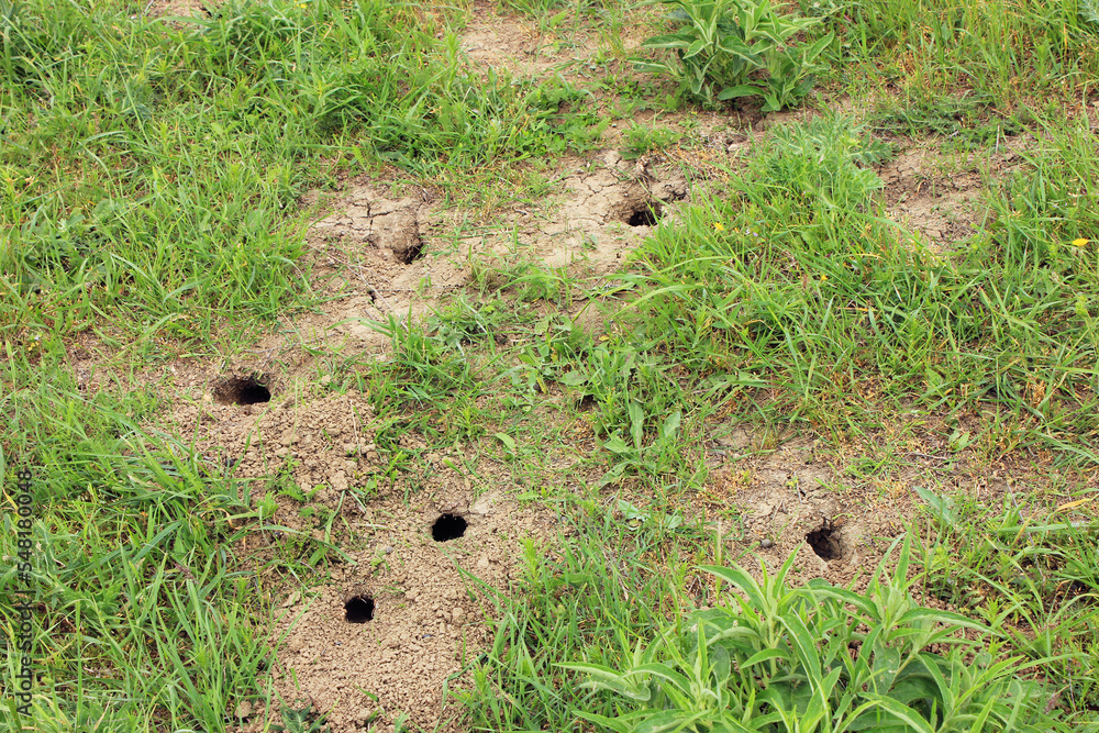 Mouse burrows vole. Mouse burrows vole.