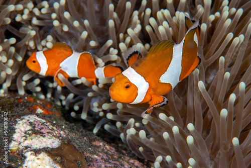 Print op canvas Clownfish - Western Anemonefish Amphiprion ocellaris lives in an anemone