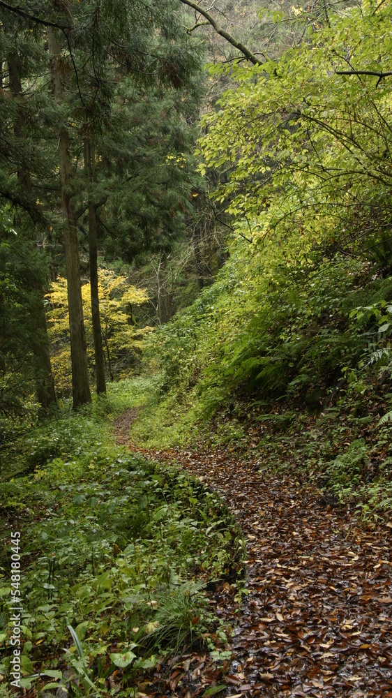 Obraz premium path in the forest