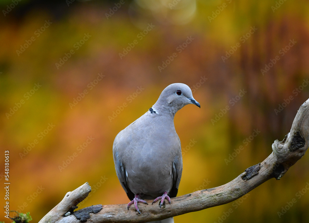 Türkentaube auf Ast
