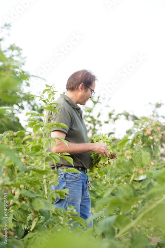 Adult man surrounded by vegetation holding a fresh lettuce.