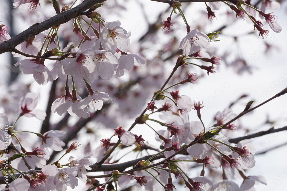 桜 桜