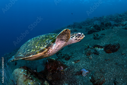 Hawksbill Turtle - Eretmochelys imbricata at a coral reef. Underwater world of Menjangan island, Bali, Indonesia.