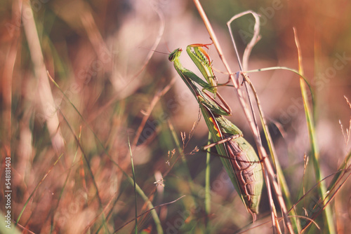 mantis on the grass
