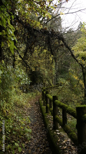 path in the forest